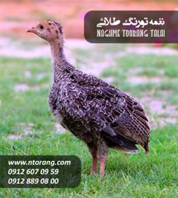 فروش جوجه بوقلمون گوشتی یک ماهه